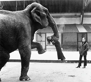Unconcerned: ELEPHANT PICKS UP GIRL