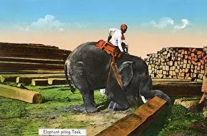 Teak: Elephant piling Teak - Myanmar