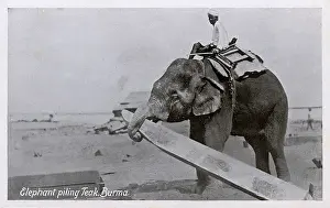 Teak: Elephant piling Teak - Myanmar