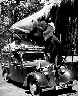 Muddle: ELEPHANT PRANKSTER
