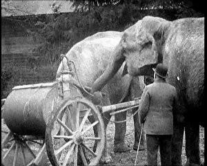 Pumping: Elephant Pumping A Handle on a Device Attached