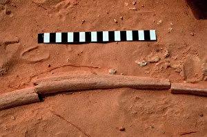 Proboscidean: Elephant rib