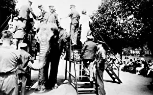 Zoos: Elephant ride at London Zoo