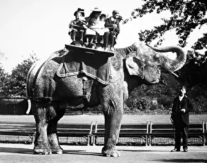 Jumbo: Elephant ride (probably London Zoo), Victorian period