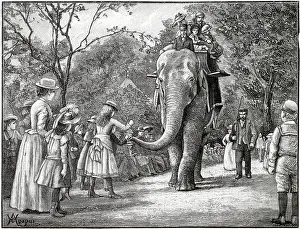 Zoos: Elephant Rides in Regent's Park Zoo