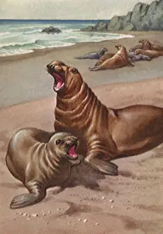 Pinnipeds: Elephant Seal