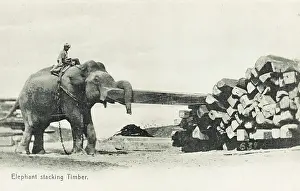 Shifting: Elephant shifting large pieces of timber