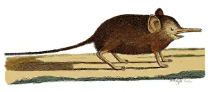 Shrew: Elephant Shrew, 18th Century