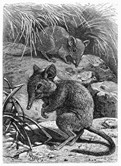 Shrew: ELEPHANT SHREW