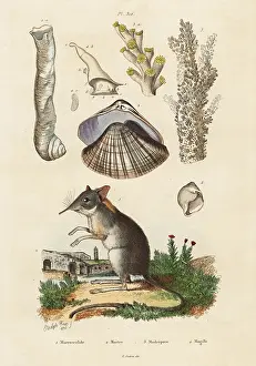 Pedretti: Elephant shrew, clam and corals