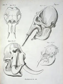 Cuvier: Elephant skulls