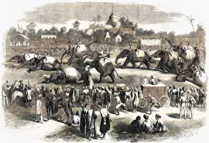 Sweepstake: Elephant steeplechase at Rangoon