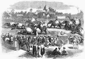 Sweepstake: Elephant steeplechase at Rangoon