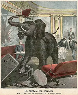Catelan: ELEPHANT/TOULOUSE CAFE