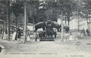Outremer: Elephant training, 1907 Colonial Exhibition, Jardin
