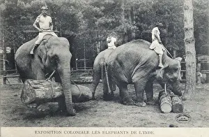 Outremer: Elephant training, 1907 Colonial Exhibition, Jardin