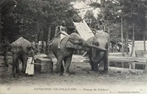 Outremer: Elephant training, 1907 Colonial Exhibition, Jardin