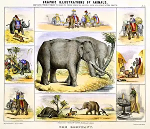 Utility: The Elephant: Transport; Food; Ivory; Draught