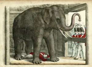 C1845: ELEPHANT/TROOPER C1845