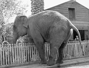 Uncommon: Elephant trying to cross over a picket fence