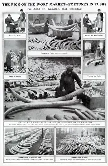 Tusks: Elephant Tusks, Sold in London 1908