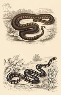 Fasciatus: Elephant Water Snake and Sea Snake