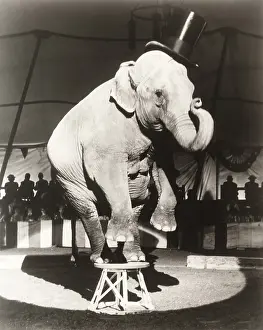 Obedience: Elephant wearing top hat performing on stool in circus