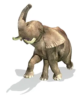 Ears: Elephant on white background with drop shadow