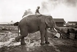 Klier: Elephant at work, Burma (Myanmar) circa 1890 (Klier studio)