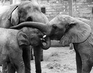 Entwined: THREE ELEPHANTS