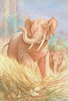 Rankin: Elephants