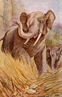 Tramp: Two Elephants