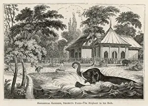 C1840: ELEPHANTS BATHING C1840