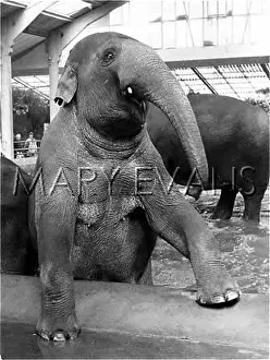Bathtime: ELEPHANT'S BATHTIME