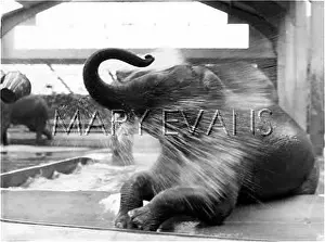 Bathtime: ELEPHANT'S BATHTIME!