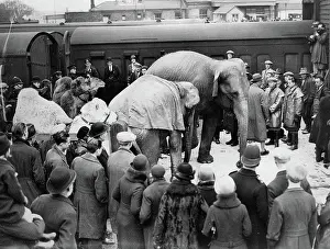 Two elephants and a camel on the road