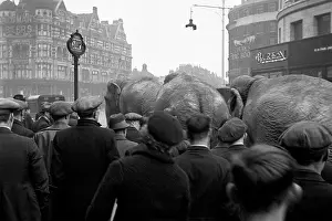 Publicise: Elephants in Central London publicise circus