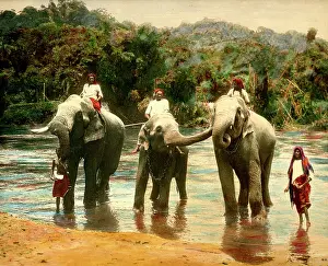 C1900: Elephants in Ceylon
