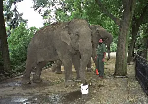 Kadir: Three elephants are chained to the trees on higher
