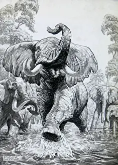 Splash: Elephants charging forward through water