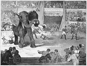 ELEPHANTS/CIRCUS LORCH