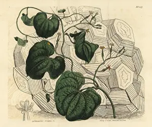 Hottentot: Elephant's foot, Dioscorea elephantipes