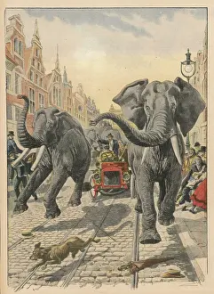 Consternation: ELEPHANTS AT HAMBURG