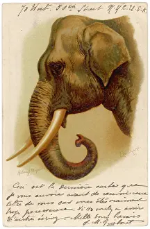 Tusks: ELEPHANT'S HEAD 1904