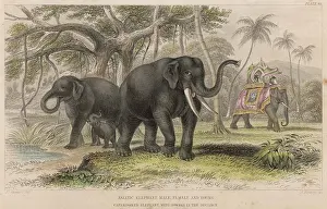 Howdah: ELEPHANTS/HOWDAH 19C