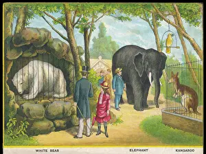 Kangaroos: ELEPHANTS AND KANGAROOS