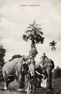 Keepers: Elephants and their keepers, Ceylon (Sri Lanka)