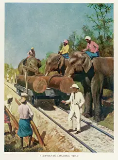 Teak: ELEPHANTS LOADING TEAK