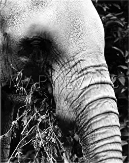 Chews: ELEPHANTS LUNCH
