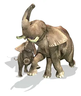 Ears: Elephants, mother and son